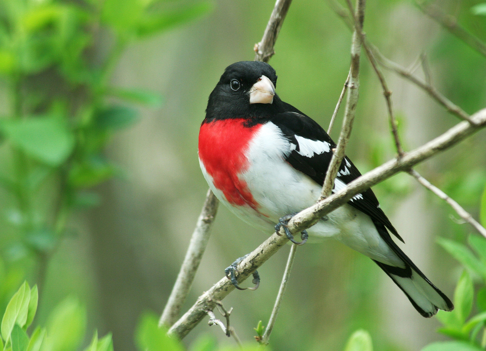 Birds of North Mountains A Birdwatchers Guide Blue Sky Cabin